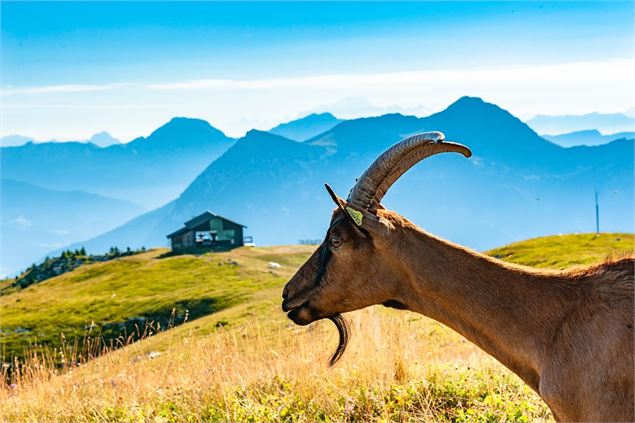 Les chèvres de l'alpage du Margériaz - Peignée Verticale - Grand Chambéry Alpes Tourisme