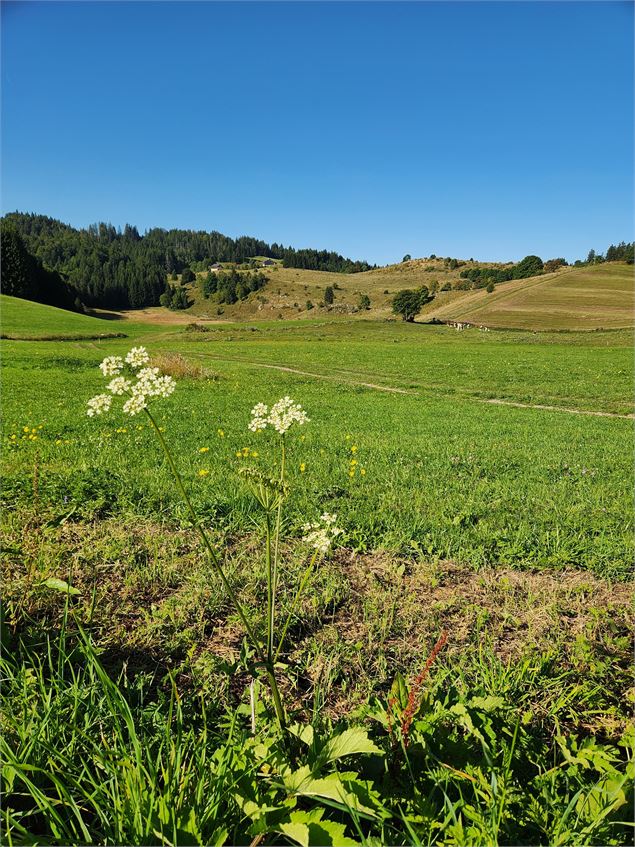 alpage de plaine joux - Môle & Brasses Tourisme
