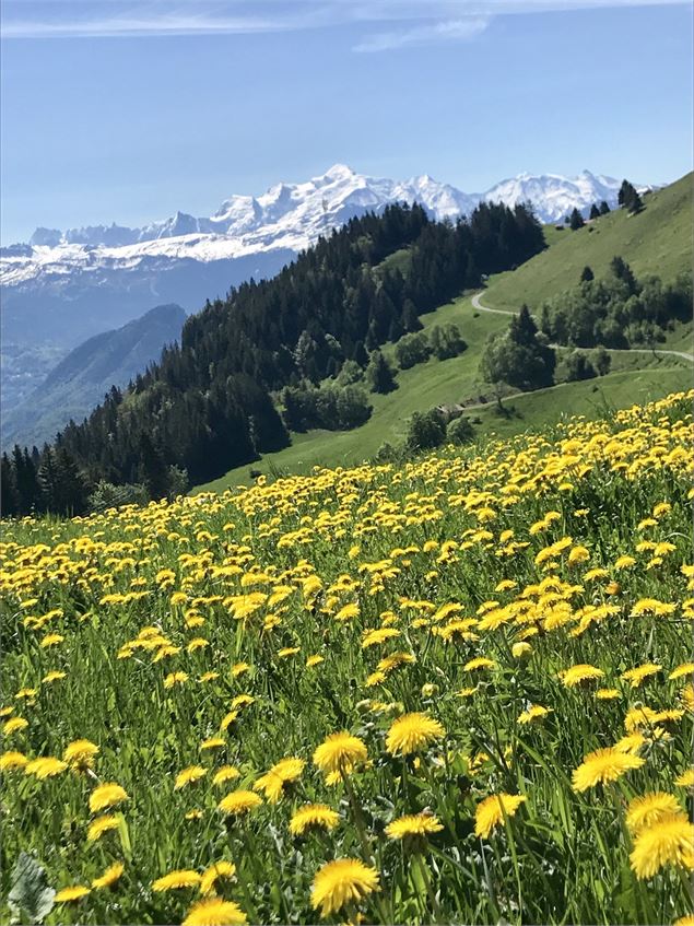 Alpage situé sous la Pointe des Brasses - M&B Tourisme