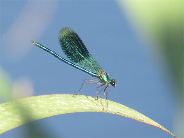  - Golf de Bourg-en-Bresse