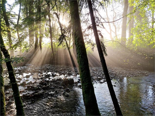 Le long de la Menoge en sous-bois - Alain Bouvet - OT Alpes du Léman