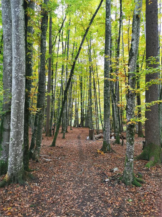 En forêt - Alain Bouvet - OT Alpes du Léman