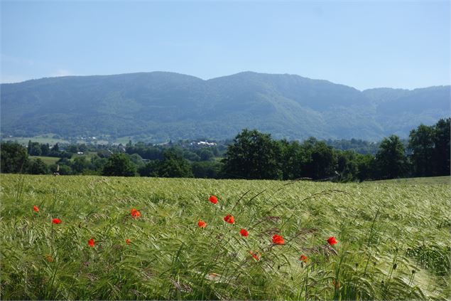 vue sur les contreforts du Massif des Bauges - © Explore Savoie - Lansard