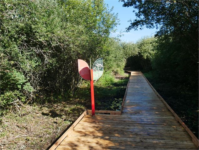 Animation du marais sur le ponton - Jérôme Pruniaux agence ARGO Haut-Bugey Tourisme