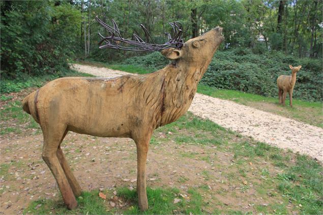 Cerf Bois Vidal - OT