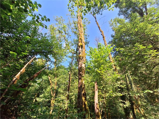 Forêt autour de Torcieu - CCPA