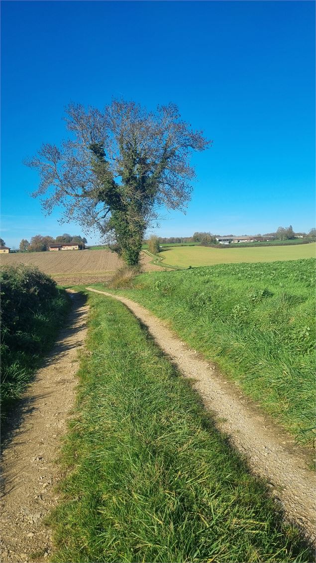 Liaison VTT-VTC (L7) St Trivier de Courtes - Dunes de Sermoyer - S Tournier CDAin