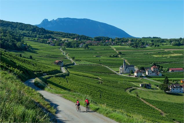 Passage dans les vignobles de Jongieux - © Explore Savoie - Lansard