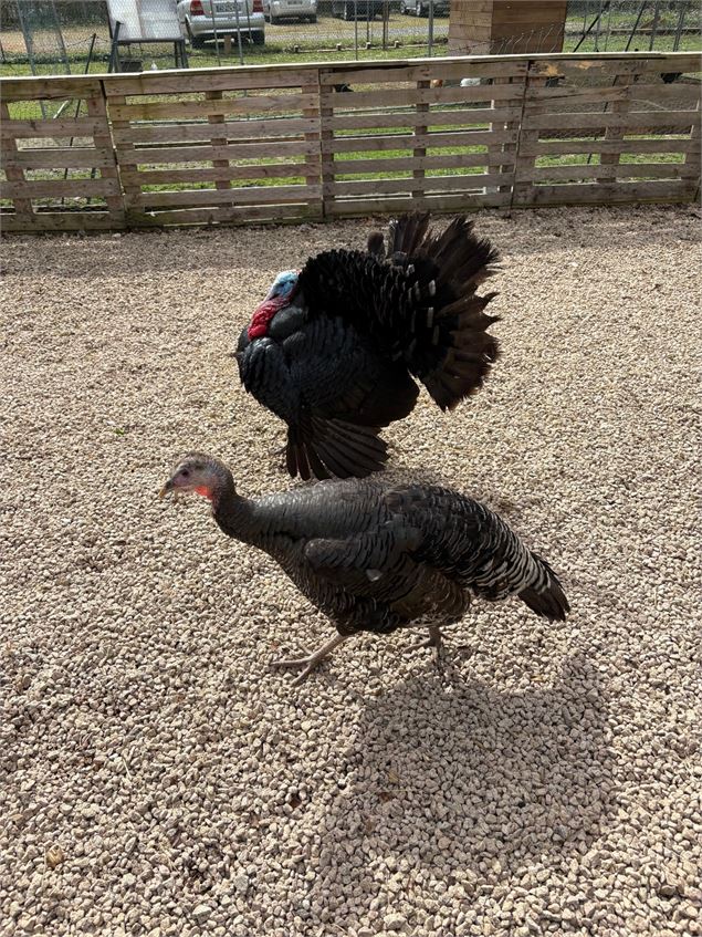 Mini-Golf et mini-ferme_Saint-Didier-sur-Chalaronne - Camping de St-Didier-sur-Chalaronne