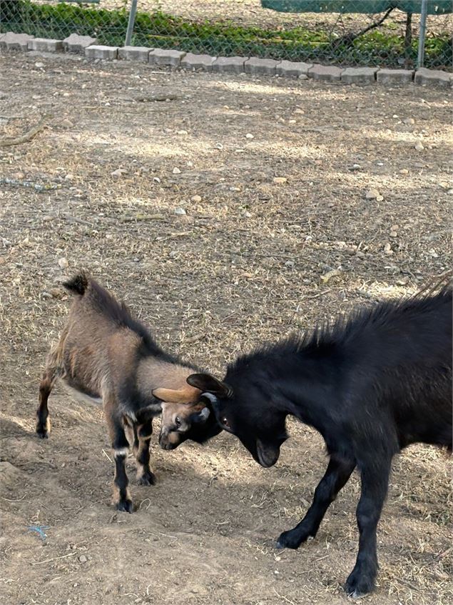 Mini-Golf et mini-ferme_Saint-Didier-sur-Chalaronne - Camping de St-Didier-sur-Chalaronne