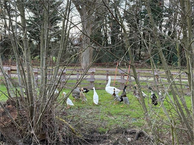 Mini-Golf et mini-ferme_Saint-Didier-sur-Chalaronne - Camping de St-Didier-sur-Chalaronne