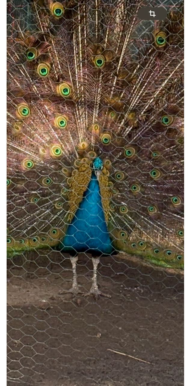 Mini-Golf et mini-ferme_Saint-Didier-sur-Chalaronne - Camping de St-Didier-sur-Chalaronne