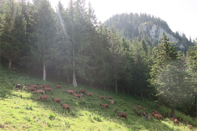Chèvres à l'alpage de Tréchauffé - Lucie Tanguy / Vallée d'Aulps Tourisme