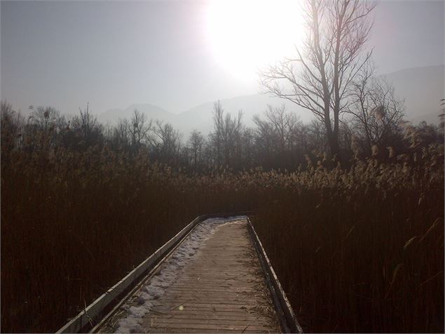 Passerelle au soleil couchant au printemps - Aster
