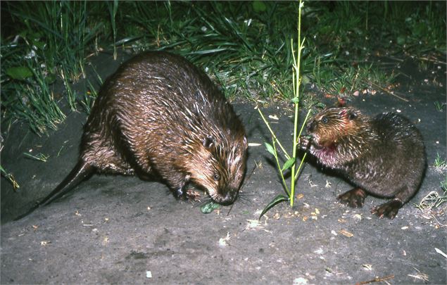 2 castors la nuit - Aster
