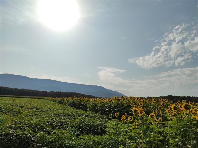 Campagne Suisse - E Beaupere