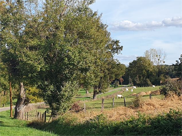 Bocages - A. Descottes