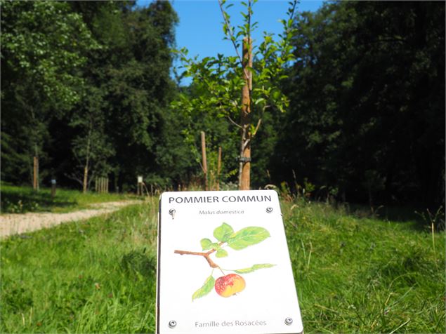 Arboretum - Mairie de Cessy