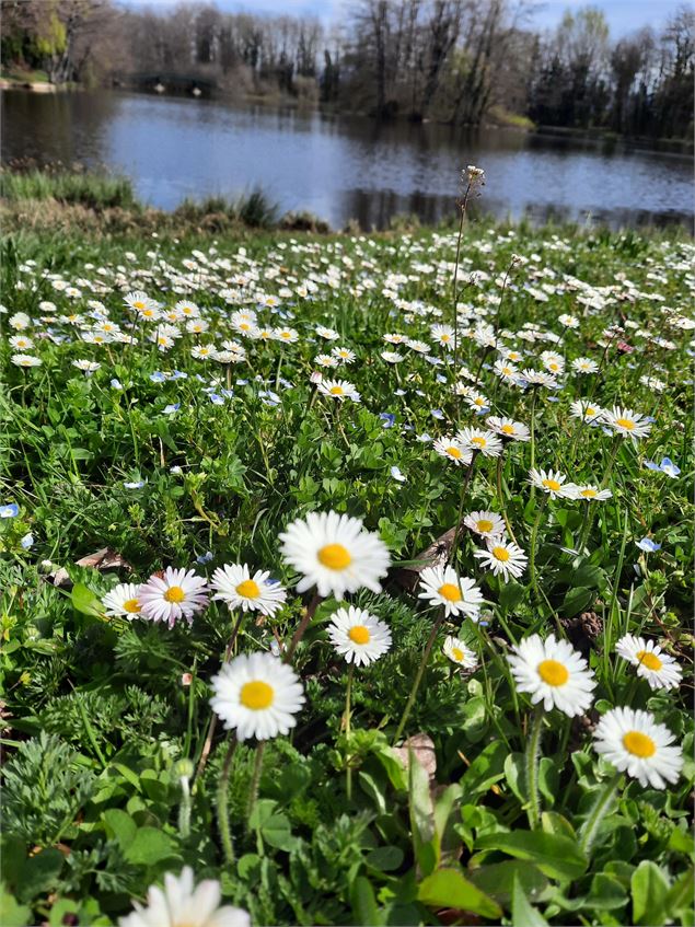 Étang de Cessy - Mairie de Cessy