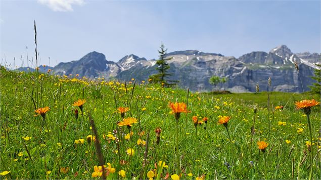 Champ de fleurs au Plateau des Bénés - © Cordon Tourisme