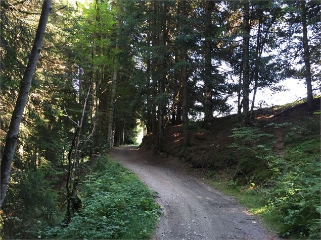 Sentier pédestre en direction de l'Avenaz - Jacques Zhirnelt
