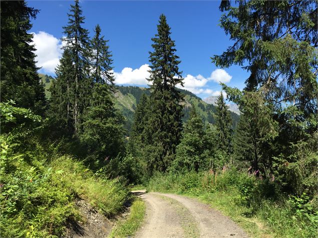 Chemin pédestre vers la forêt - Jacques Zhirnelt