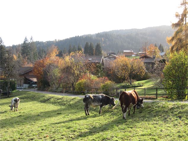 Vaches au bord de chemin - © Cordon Tourisme