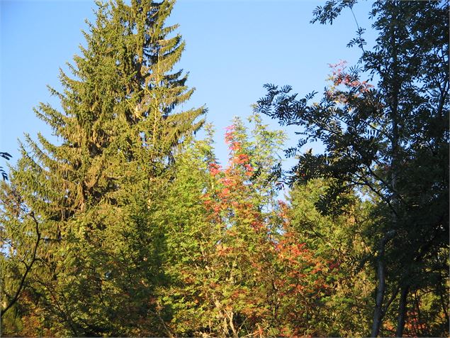 Découvrir les diverses essences