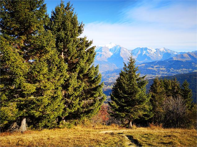 Forêt et montagne sur le chemin du plateau des Bénés - Jean Marc Barey