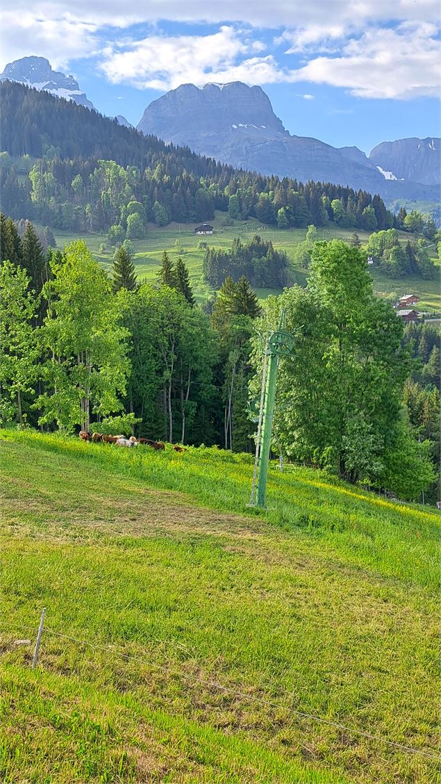 Téléski de Frébouge et les vaches - © Cordon Tourisme