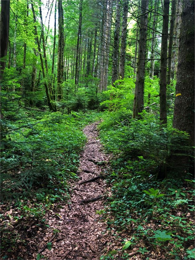 Sentier de la Vierge de la Combe - © D.Ballet