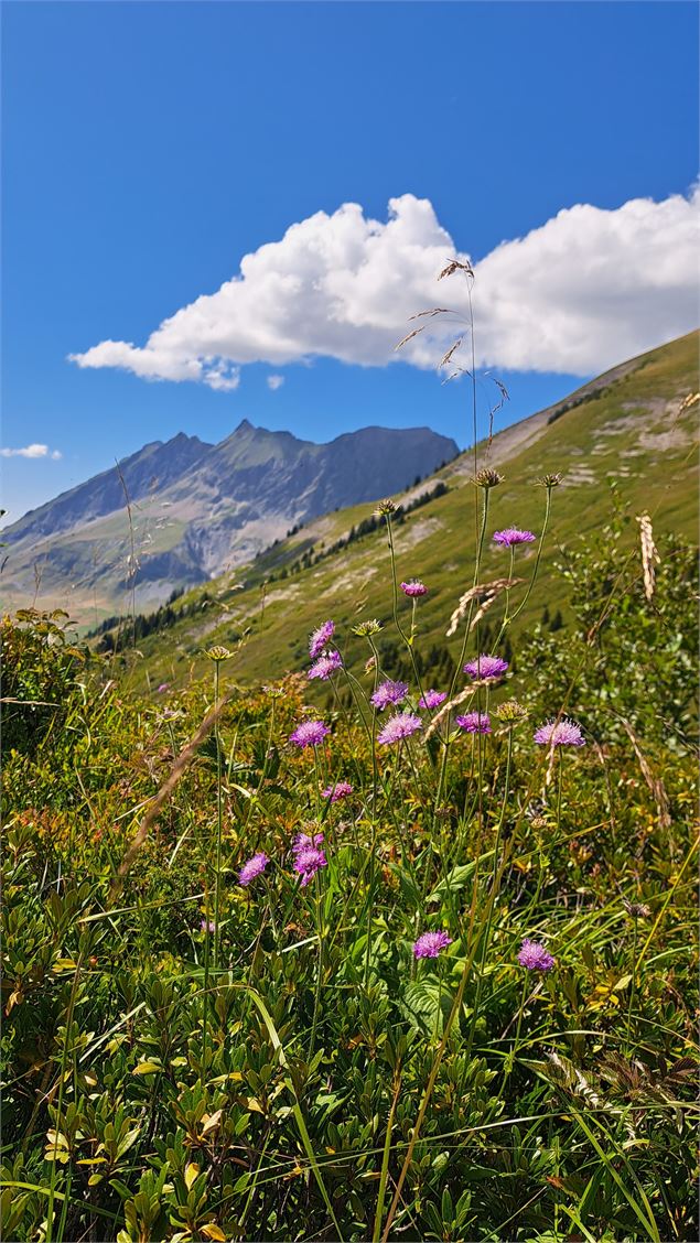 Fleurs et vue depuis le Col de l'Avenaz - © Cordon Tourisme