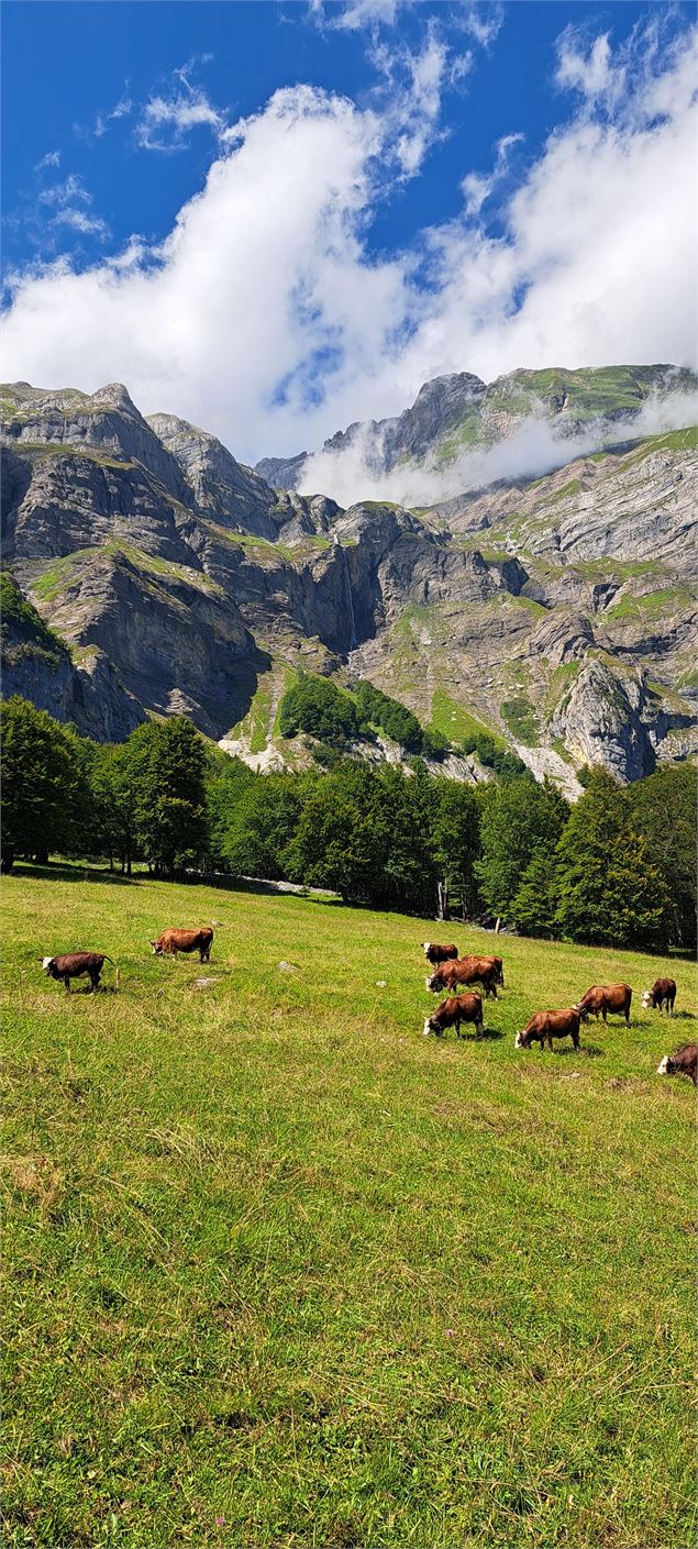 Vaches avec Aravis - Cordon Tourisme