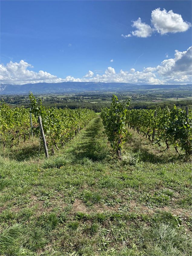 Vigne sur Challex - ©Thomas Baillard