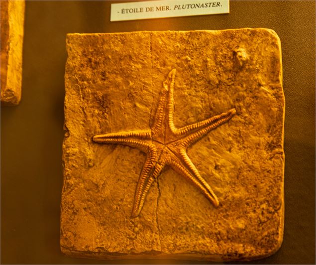 Musée paléoécologique de Cerin - Marc del Piano