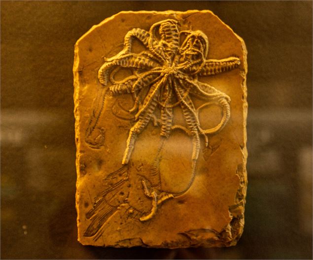 Musée paléoécologique de Cerin - Marc del Piano