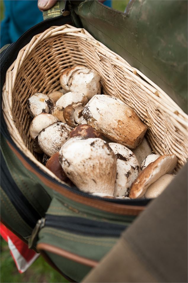 champignons - Alban Pernet