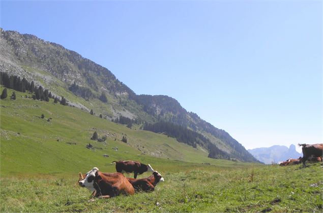 Plateau des Glières - Yan Gaëtan Olivo