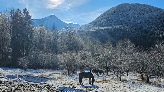 Cheval dans la neige - Laurie Bella