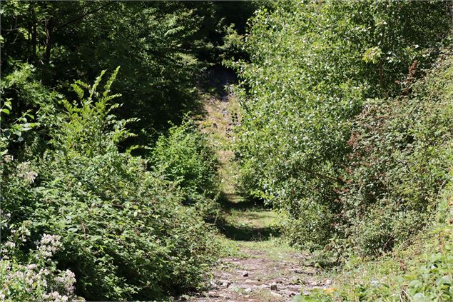Chemin boisé de la randonnée. - OTICoeurdemaurienne