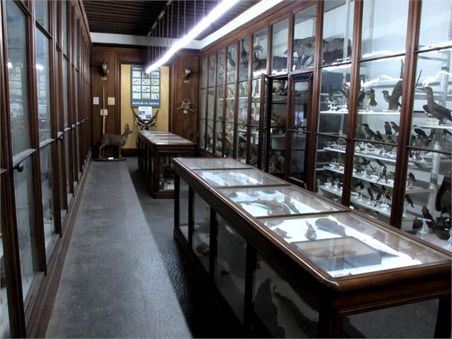 Museum d'Histoire Naturelle de Chambéry - Karima Qibaa