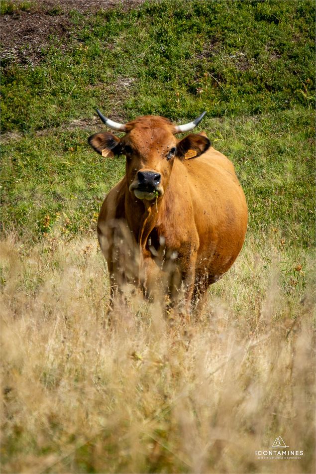 Une vache tarine sur le sentier du Col du Joly - Les Contamines Tourisme