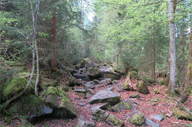 Sentier forestier - Victor Demilly
