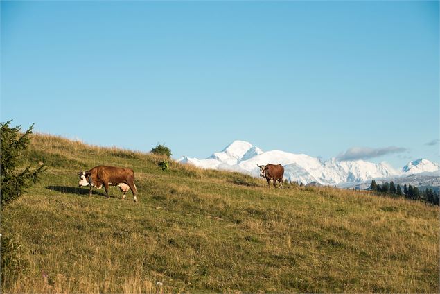Vue sur le Mont-Blanc en descendant du col de la Basse vers le Col de l'Encrenaz - Victor Demilly / 
