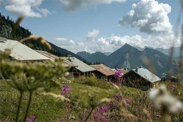 Chalets d'alpage - Lucie Tanguy / Vallée d'Aulps Tourisme