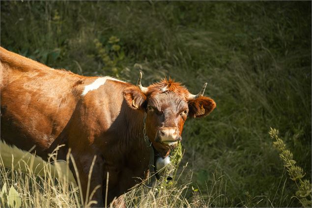 Vache en alpage - Lucie Tanguy / Vallée d'Aulps Tourisme