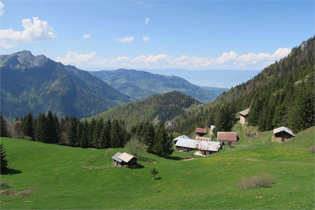 Col de Nicodex - vue sur l'alpage et le Léman - Victor Demilly