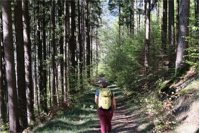 Sentier forestier - Victor Demilly