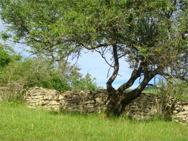 Capettes du Revermont