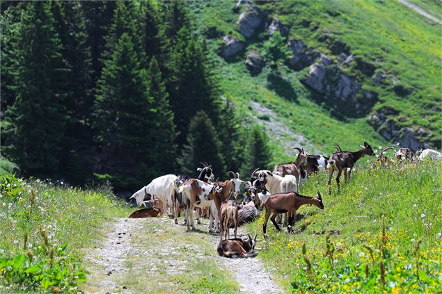 Aller-retour au refuge de la Combe depuis Montgellaz_Lathuile - Rémi Portier